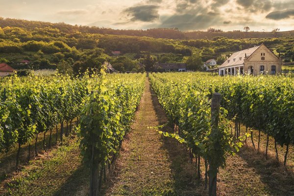 Le tourisme de la vigne et du vin : voyager au cœur des vignobles